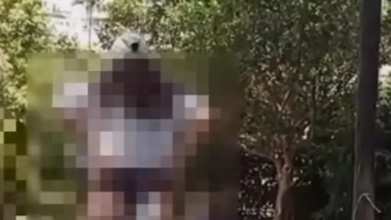 Bodrum'da Şoke Eden Taciz! Vatandaşlar ve Polis Şaşkın!