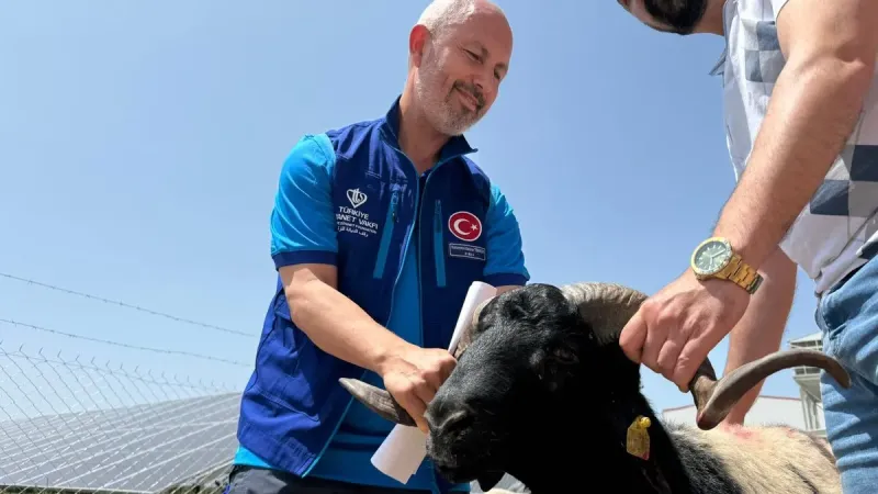 Erdoğan'ın Kurbanlığı Konya'da Kesildi! İşte O Anlar