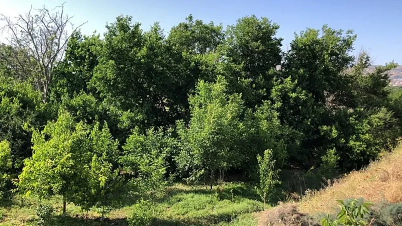 Elazığ’da ağaca asılı erkek cesedi bulundu!