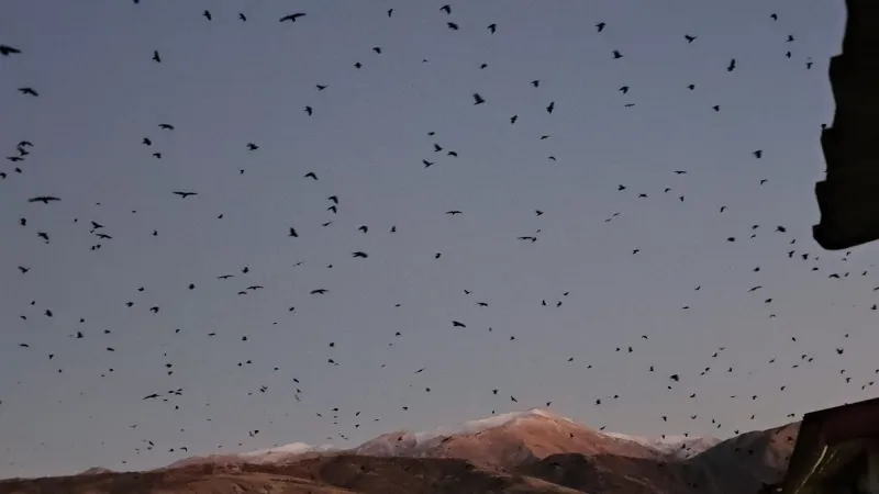 İlçede inanılmaz görüntü... Binlercesi gökyüzünü kapladı