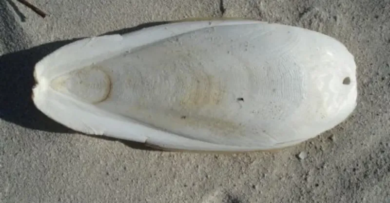 Kuşlar İçin Kalamar Kemiği Mucizesi! Faydaları Şaşırtacak