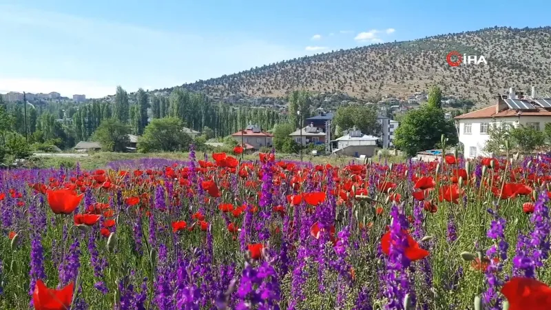Konya Bozkır'da çiçeklerin renk cümbüşü