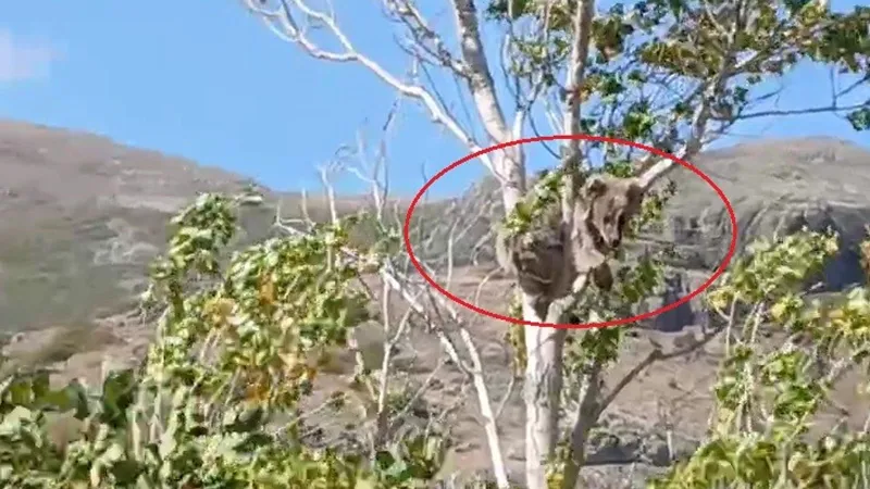 Köpeklerden kaçan yavru ayı bu kez ağaç üstünde görüldü