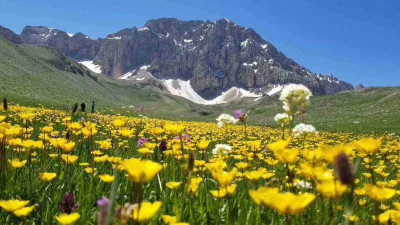 Merg Yaylası, yerli ve yabancı doğaseverlere ev sahipli yapıyor