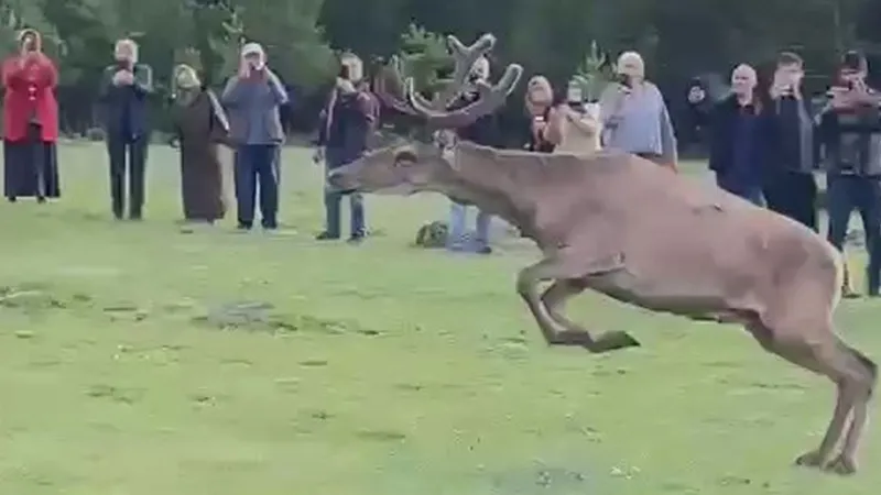 Ordu'da Kızıl Geyik Sürprizi! Koruma Altındaki Geyikler Doğaya Salındı