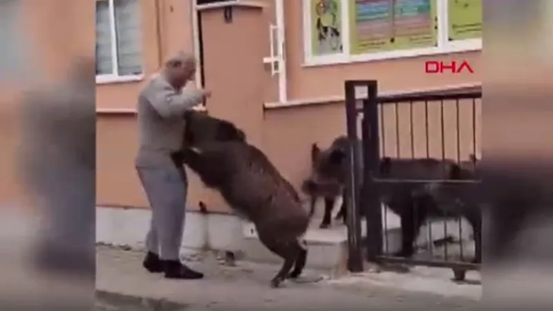 Muğla'da Domuz Alarmı! Şehirde Yaban Domuzu Terörü Mü?