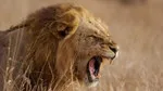 Ünlü iş insanı aslan saldırısında öldü!